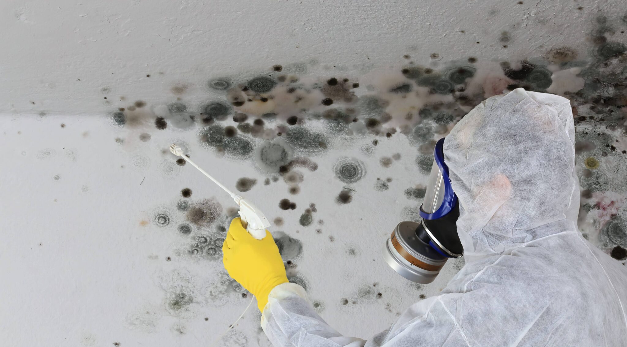 Mold Remediation